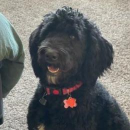 Luna - Bernedoodle
