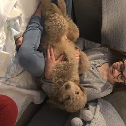 Goldendoodle, Schnoodle, and Sheepadoodle Puppies from Dood Ranch