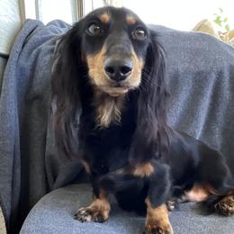 Onyx - Dachshund