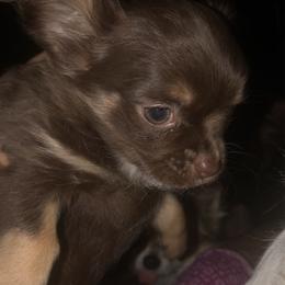 Blanche - Chocolate female Chihuahua puppy in Amelia, Virginia from Pannell’s Precious Pups