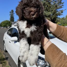 Lagotto Romagnolo Puppies from Agapē Lagotto Romagnolo