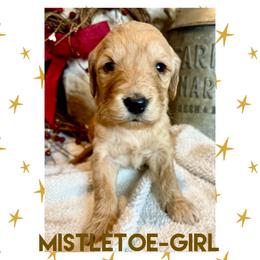 Goldendoodle Puppies from Fire Wife Doodles