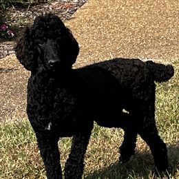 Caleb the great - Poodle puppy from Brosie Nine Standard Poodles
