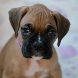 Pink Girl - Fawn Boxer puppy in Eagles Mere, Pennsylvania from JaDor Boxers