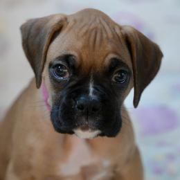 Pink Girl - Fawn Boxer puppy in Eagles Mere, Pennsylvania from JaDor Boxers