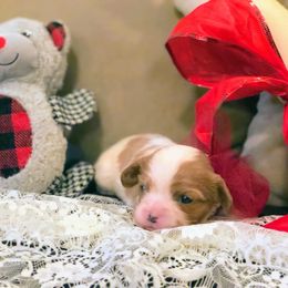 Cavalier King Charles Spaniel Puppies from Amber Field Cavaliers