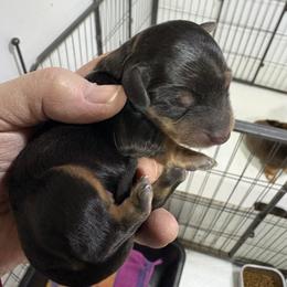 Rocky AKC - Black and tan male Dachshund puppy in Fayetteville, Pennsylvania from PA's Darling Doxies