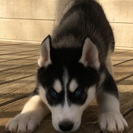 Siberian Husky Puppies from Texas Siberian Husky Kennels (TSHK)