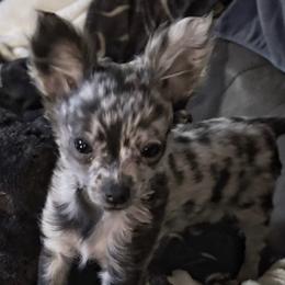 Boo - Chihuahua