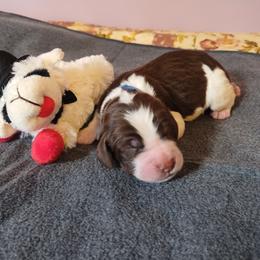 Mr. Jingle - Liver white and roan male English Springer Spaniel puppy in Kingsport, Tennessee from Leandra's English Springer Spaniels