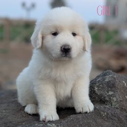 Girl 1 Pink - White female Great Pyrenees puppy in Yakima, Washington from Naches Heights Ranch