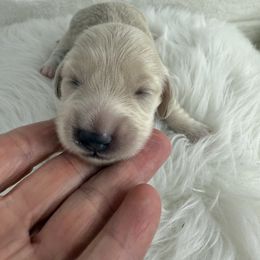 Dachshund Puppies from Chilidog Dachshunds
