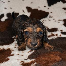 Darling - Cream female Dachshund puppy in Madisonville, Tennessee from L&A Dachshunds