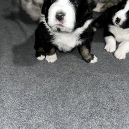 Australian Shepherd Puppies from Hamilton Farms
