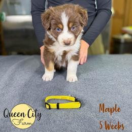 Maple (yellow) - Red tri-color female Australian Shepherd puppy in Falmouth, Kentucky from Queen City Farm