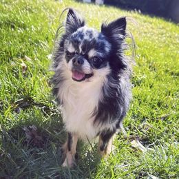 Jabari - Chihuahua