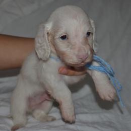 Dachshund puppies from Winnie’s Royal Doxies