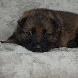 Black Girl - Sable coat - Black female German Shepherd puppy in Elijay, Georgia from Mission K9