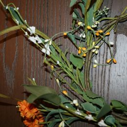 Australian Labradoodle Puppies from Windsor Creek Labradoodles