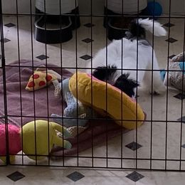 Havanese Puppies from Coraz’on Havanese