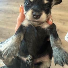 Oakley - Black and cream male Dachshund puppy in Salem, Oregon from Longdox Mini Dachshunds