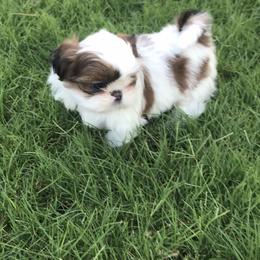 Shih Tzu Puppies from Willow Lane Shih Tzus