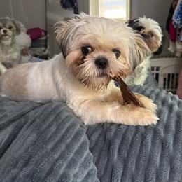 Baby Girl - Silver gold and white female Shih Tzu puppy in Covington, Georgia from Top Hats 2  Shih Tzu’s