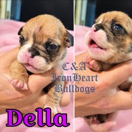 Della - Fawn and white female Bulldog puppy in Clarksville, Indiana from C&A IronHeart Bulldogs and Krymson Kandy Shihtzus