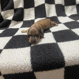 Jingle - Cream male Dachshund puppy in Kingston, Oklahoma from Texoma Doxies