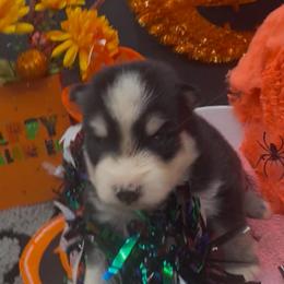 Libby - Black and white female Pomsky puppy in Spring Hill, Florida from PDQ Pomskies