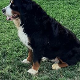 Bernese Mountain Dogs and Labrador Retrievers from misty ridge kennels