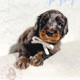 Patriot - Merle male Goldendoodle puppy in California City, California from Summer Sun Doodles