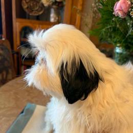 Chewy - White male Shih Tzu puppy in Victorville, California from Precioustzus