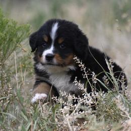 Bernese Mountain Dog, Golden Mountain Dog, and Golden Retriever Puppies from Grateful Bernese & Gage's Goldens