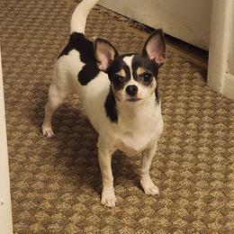 Tinsley - Chihuahua