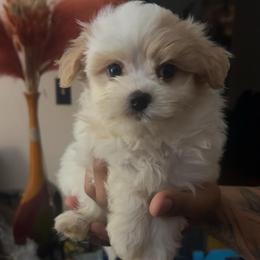 Valentino - White male Maltipoo puppy in Long Island, New York from Minipaws kennel