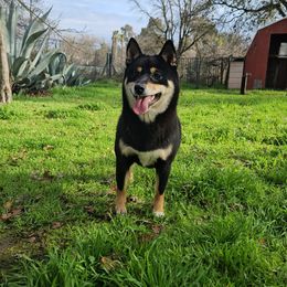 Rin - Shiba Inu
