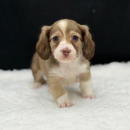 Kitty - Sable female Dachshund puppy in Nashville, Arkansas from Cuddles n Curls