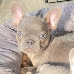 French Bulldogs from MiAdorableFrenchies