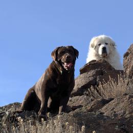 Fern - Labrador Retriever