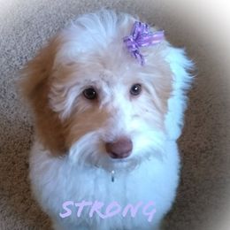 Lulu - Australian Labradoodle