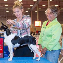 American Hairless Terriers and Croatian Sheepdogs from Resolute Kennels