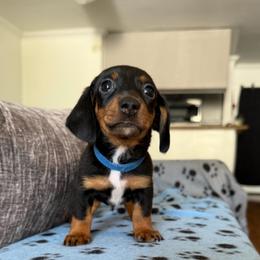 Baron - Black and tan male Dachshund puppy in Los Angeles, California from Dachshunds of the Desert