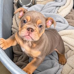 Willow Mae ( we deliver) - Lilac tri-color female Bulldog puppy in Seattle, Washington from mama Myra bulldogs