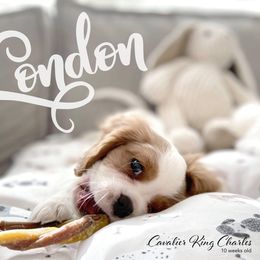 Cavalier King Charles Spaniel Puppies from CK Cavaliers