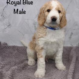 Royal Blue - Parti male Goldendoodle puppy in Maryville, Tennessee from Twin City Doodles