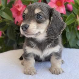 Delilah - Blue and cream female Dachshund puppy in Fayetteville, North Carolina from RRD