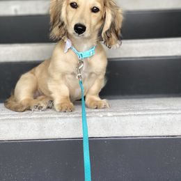 Dachshund Puppies from Meadow Ridge Dachshunds
