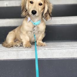 Dachshund Puppies from Meadow Ridge Dachshunds