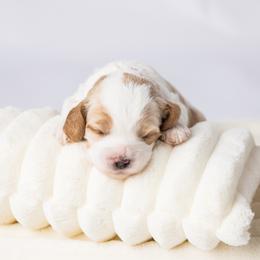 Cavapoo Puppies from North Ranch Doodles